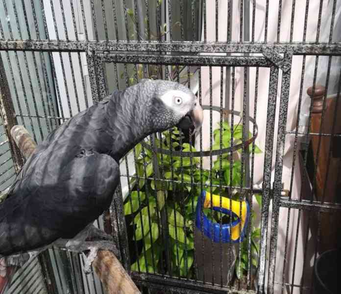 Afričtí papoušci šedí! - foto 1