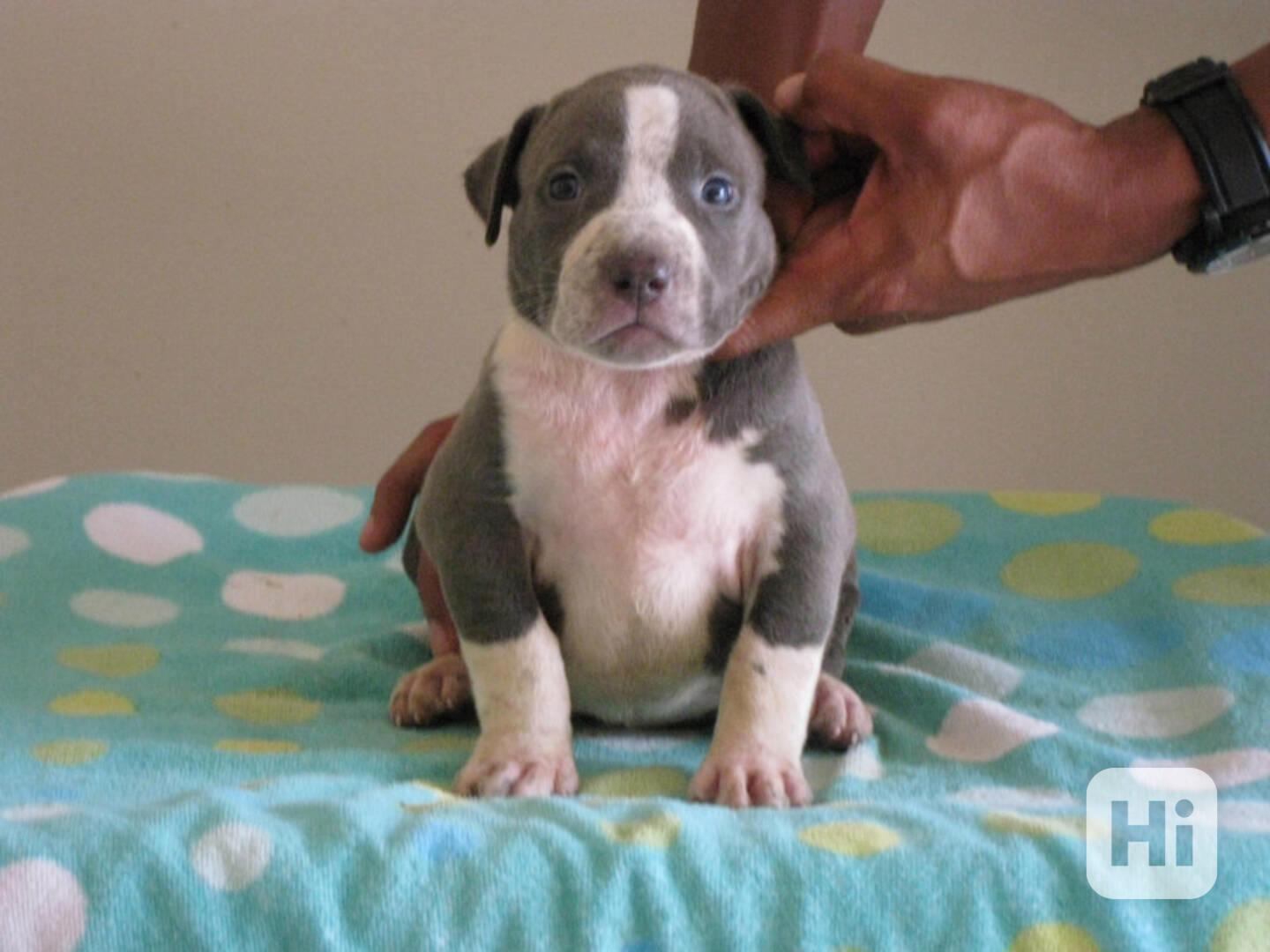 Registrovaná štěňata pitbula k adopci - foto 1