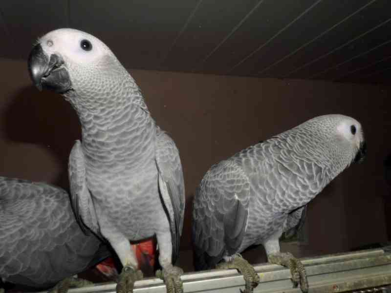 Zako . Papoušci šedí k adopci zdarma (3800kc)