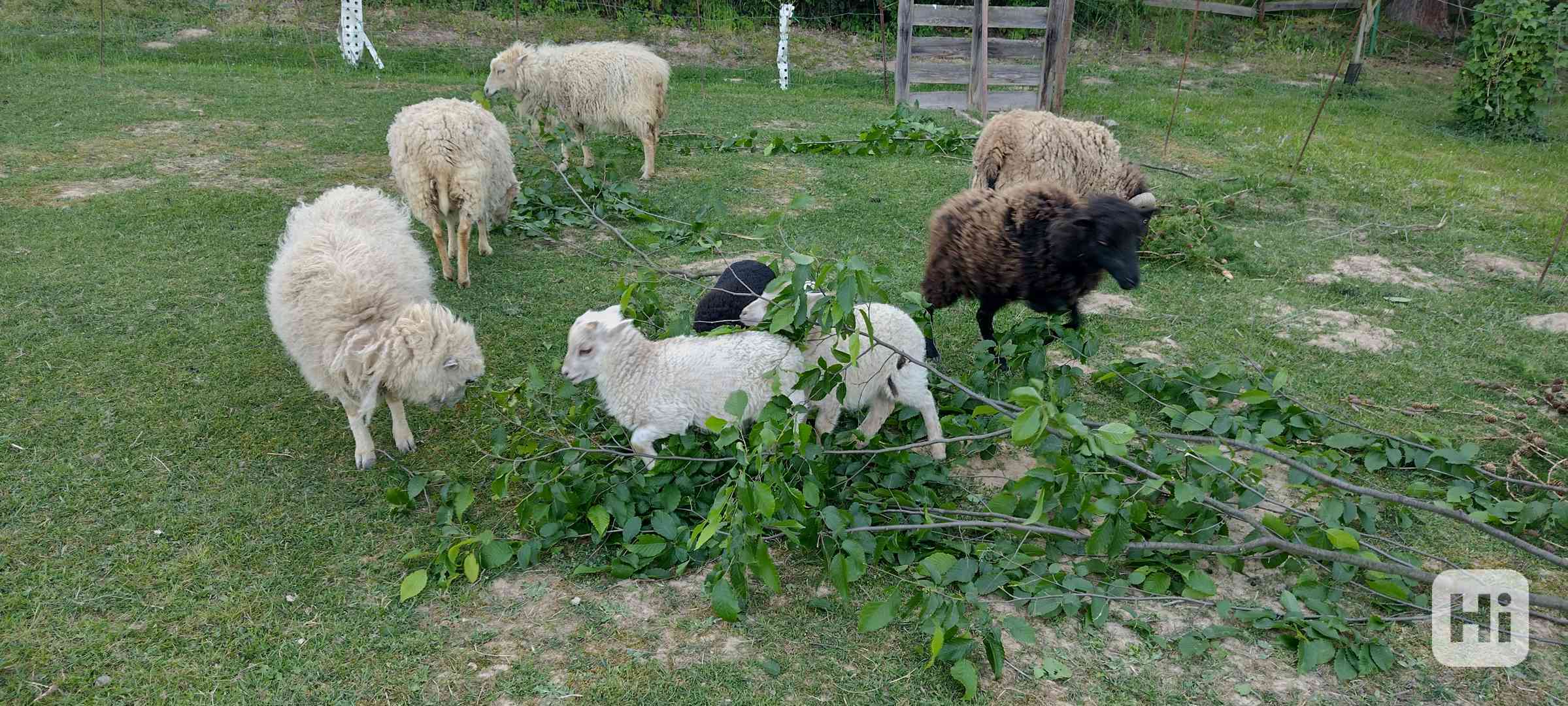 Ouessantská (Quessantská) ovce  - foto 1