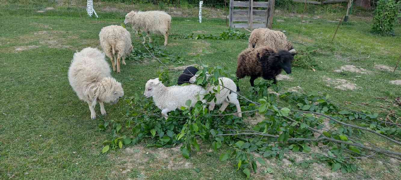 Ouessantská (Quessantská) ovce  - foto 1
