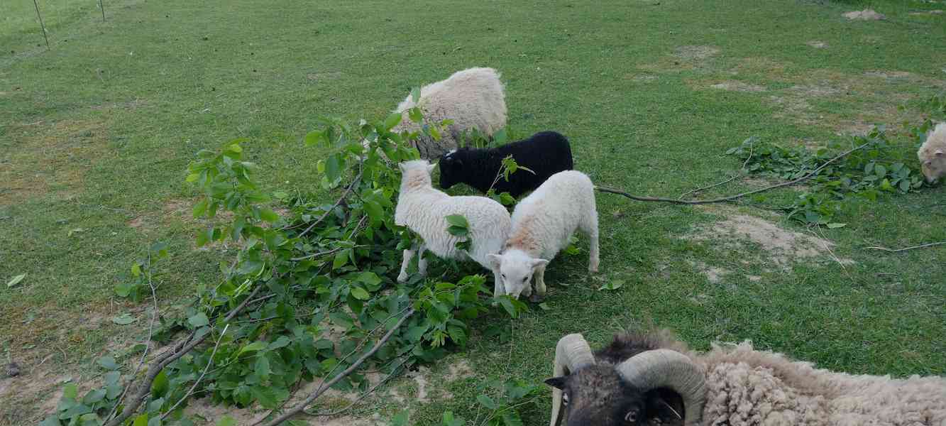 Ouessantská (Quessantská) ovce  - foto 2