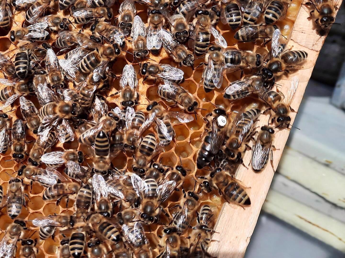 Včelí oddělky - foto 1