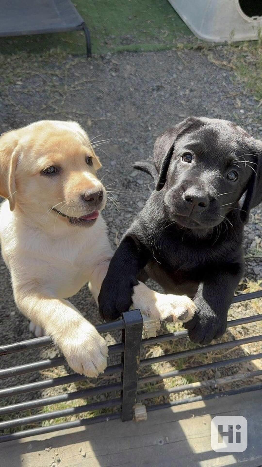 Štěňata labradora samci a samice k dispozici - foto 1