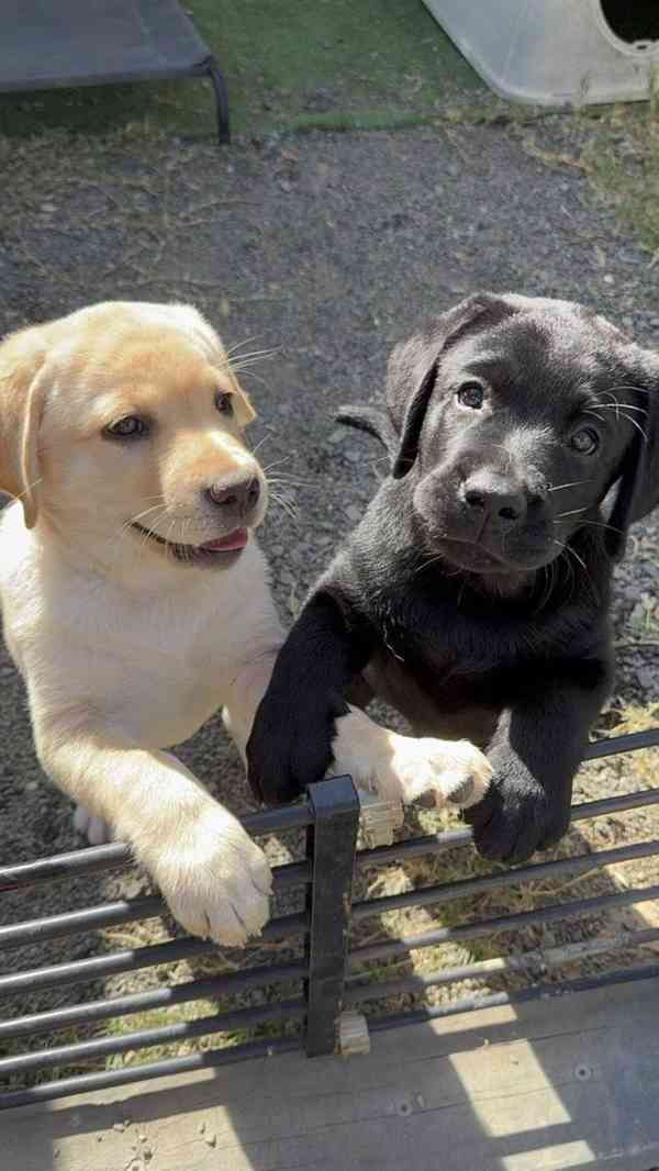 Štěňata labradora samci a samice k dispozici - foto 1