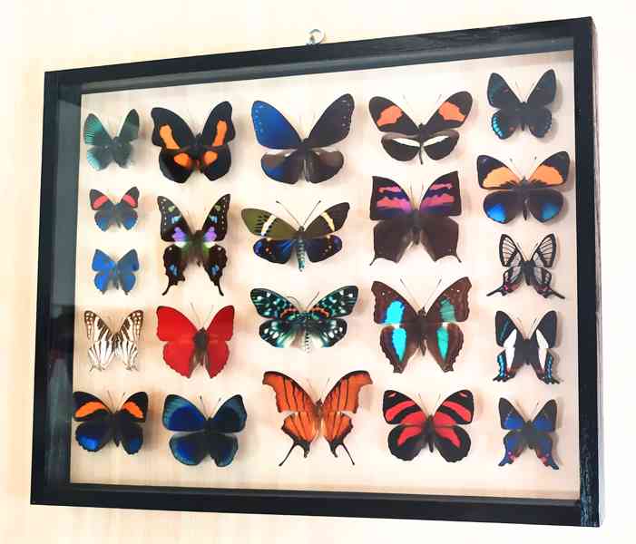 Tropičtí motýli v rámečku. - foto 5