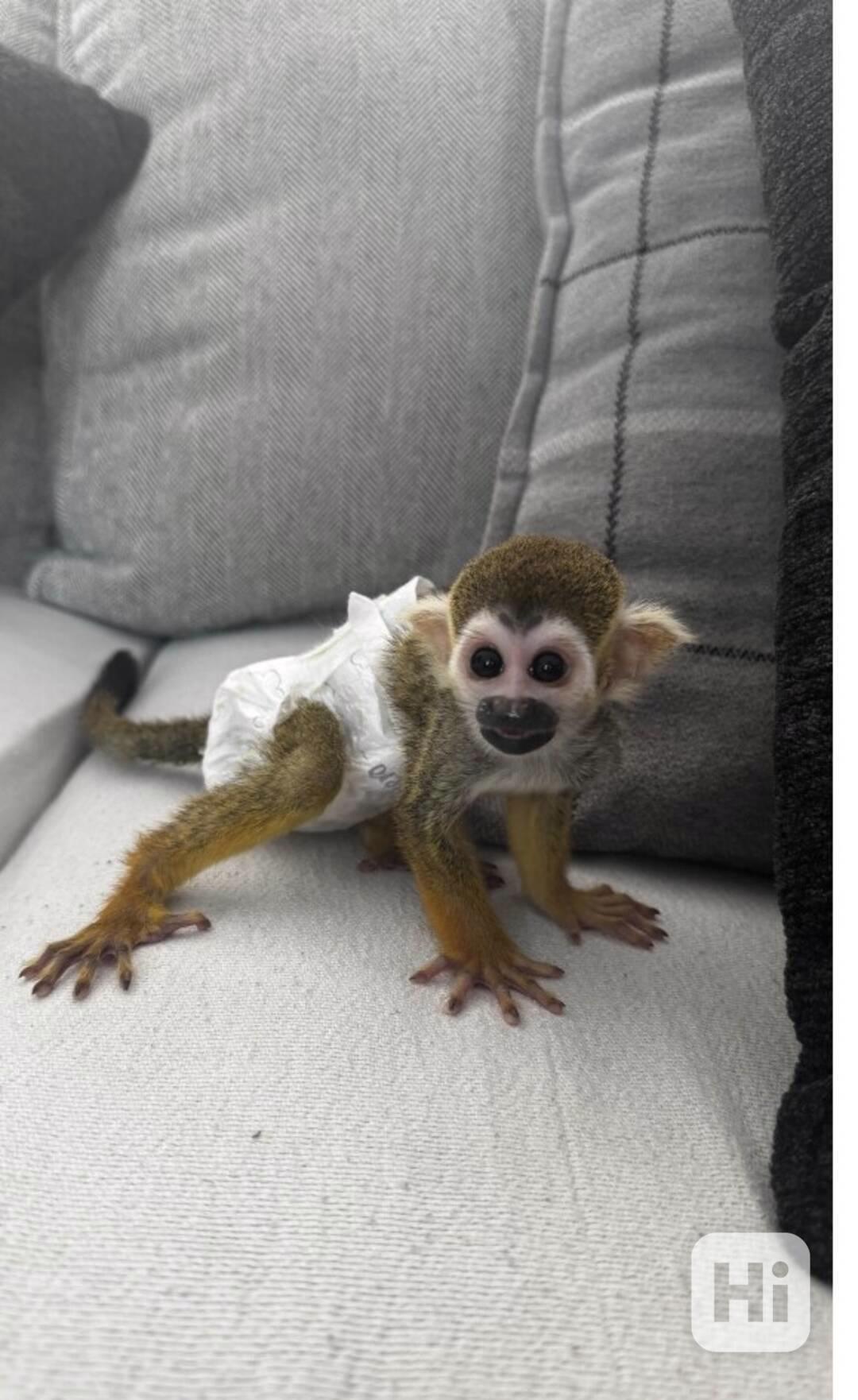 Cuddles je milá a velmi zdvořilá malá veverčí opička. - foto 1