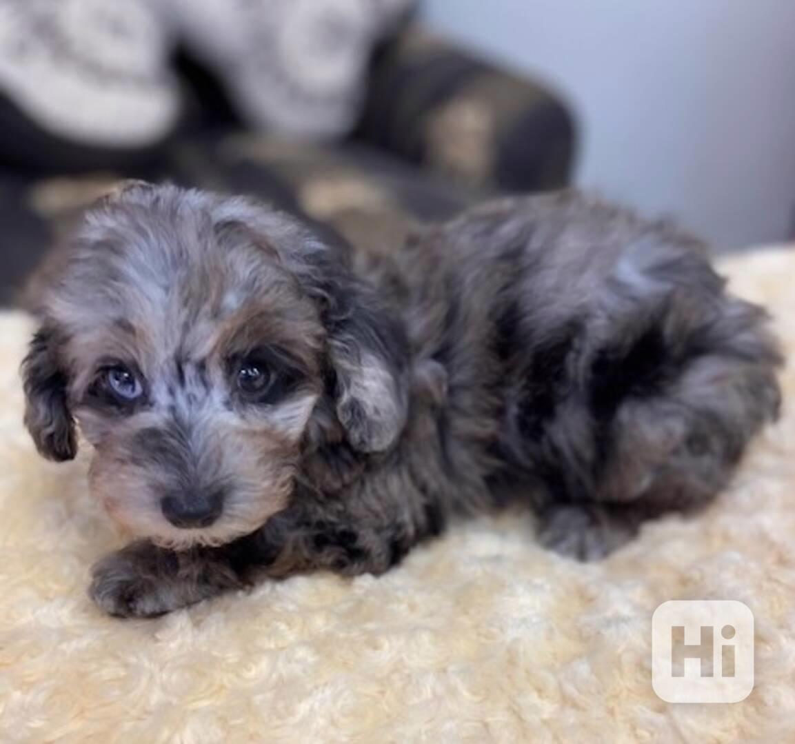 Pudlík toy, pudl, pudlíci - foto 1