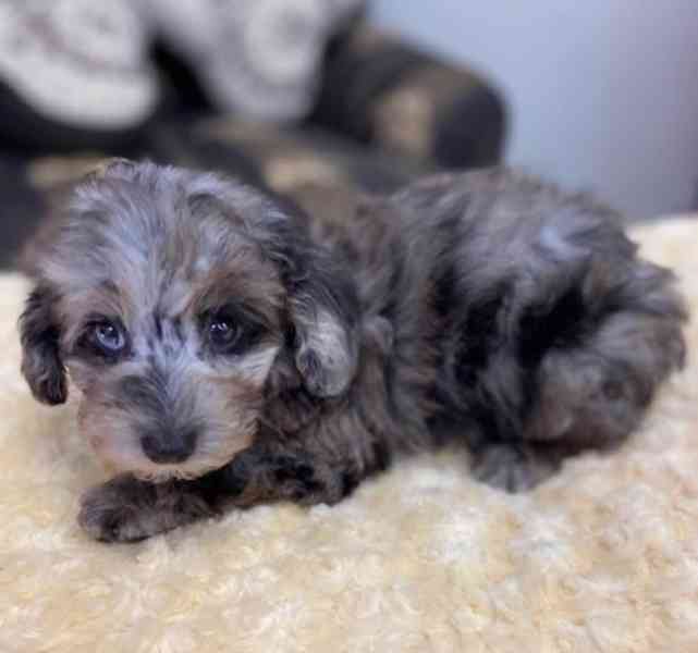 Pudlík toy, pudl, pudlíci - foto 1