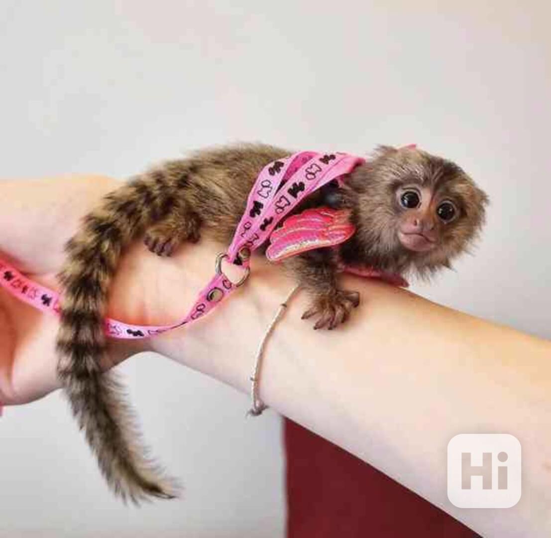 2 kosmani potřebují na Vánoce nový domov - foto 1