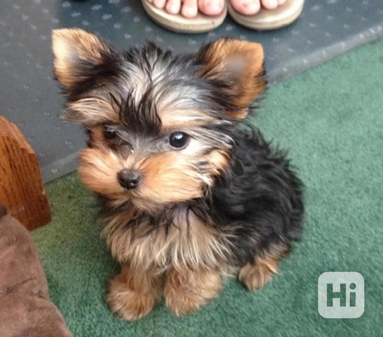 Prodej štěňat jorkšírský terier - foto 1