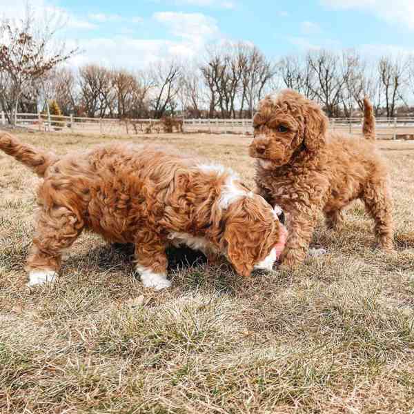 Goldendoodle štěňata pro navrácení  - foto 2