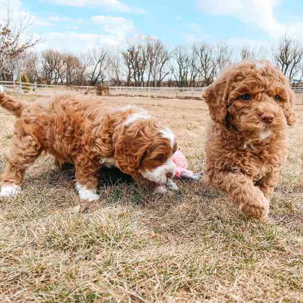 Goldendoodle štěňata pro navrácení  - foto 1