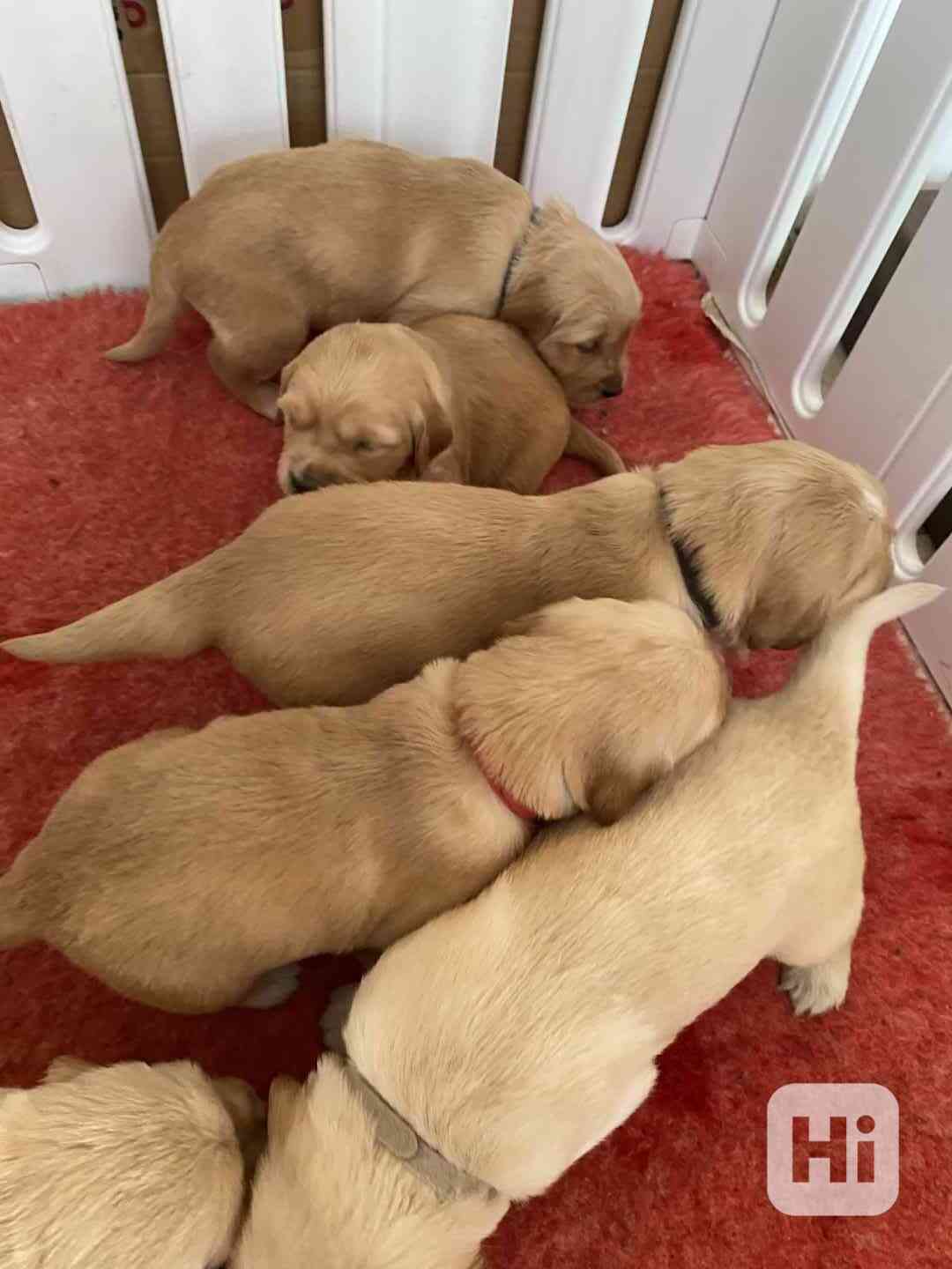 štěňata zlatého retrívra k adopci - foto 1