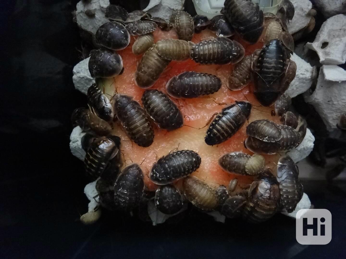 Šváb argentinský Blaptica dubia do celé ČR - foto 1