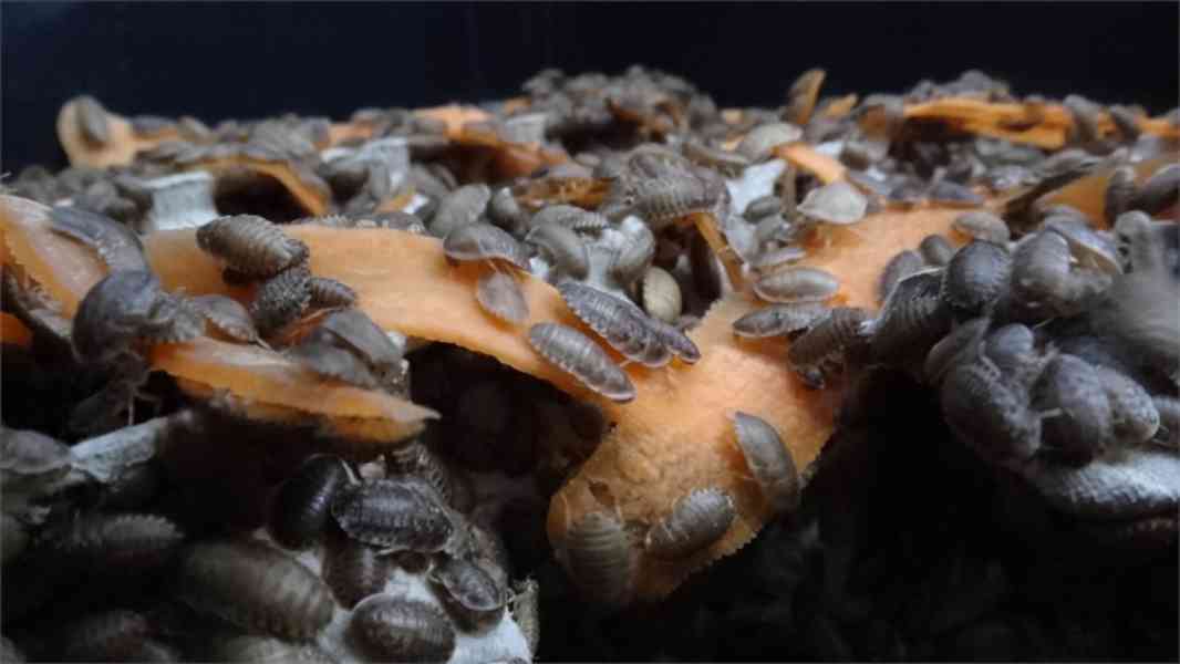 Šváb argentinský Blaptica dubia do celé ČR - foto 2