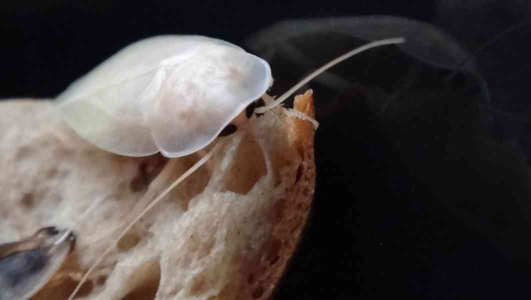 Šváb argentinský Blaptica dubia do celé ČR - foto 3