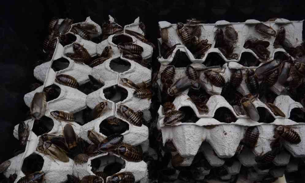 Šváb argentinský Blaptica dubia do celé ČR - foto 5