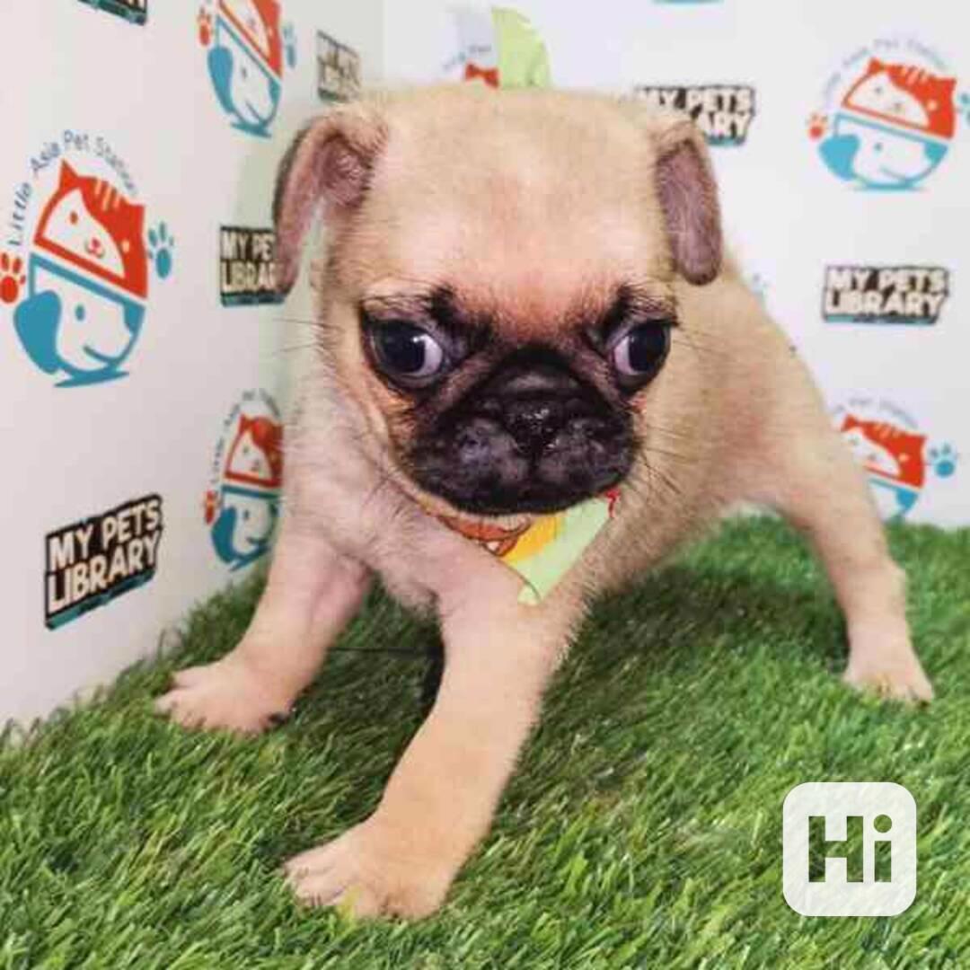 Štěňata bígla k adopci - foto 1