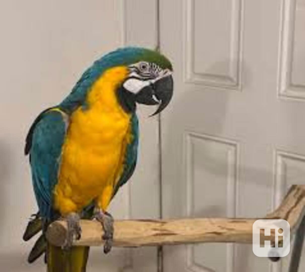 Modro-zlatí papoušci arové(Ara)  - foto 1