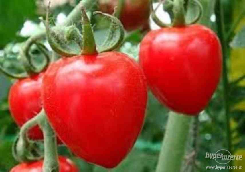 Rajče Tomato Berry F1 - semena - foto 1