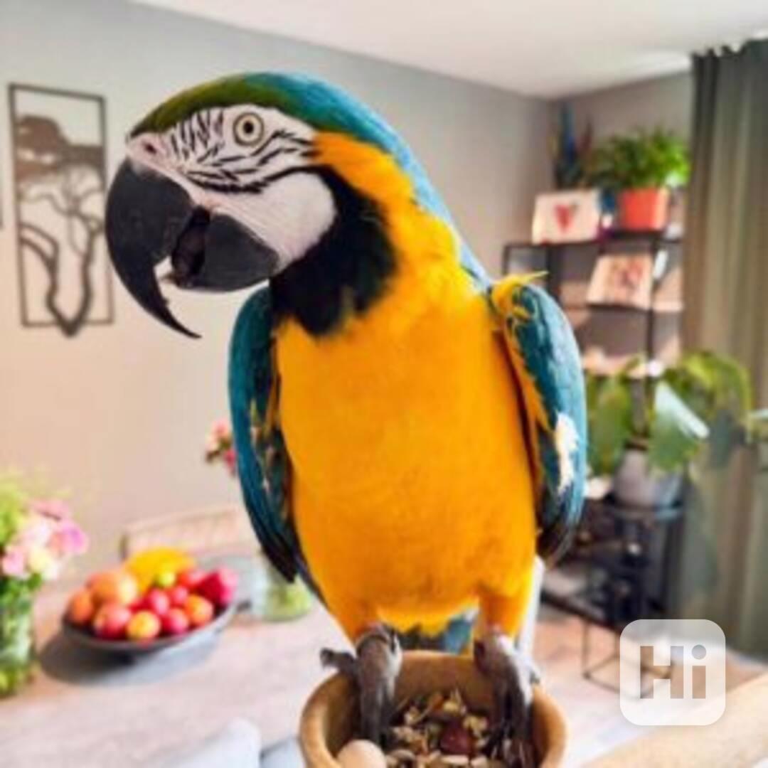 SUPER MODROZLATÝ ARAU HLEDÁ MILUJÍCÍ DOMOV! - foto 1