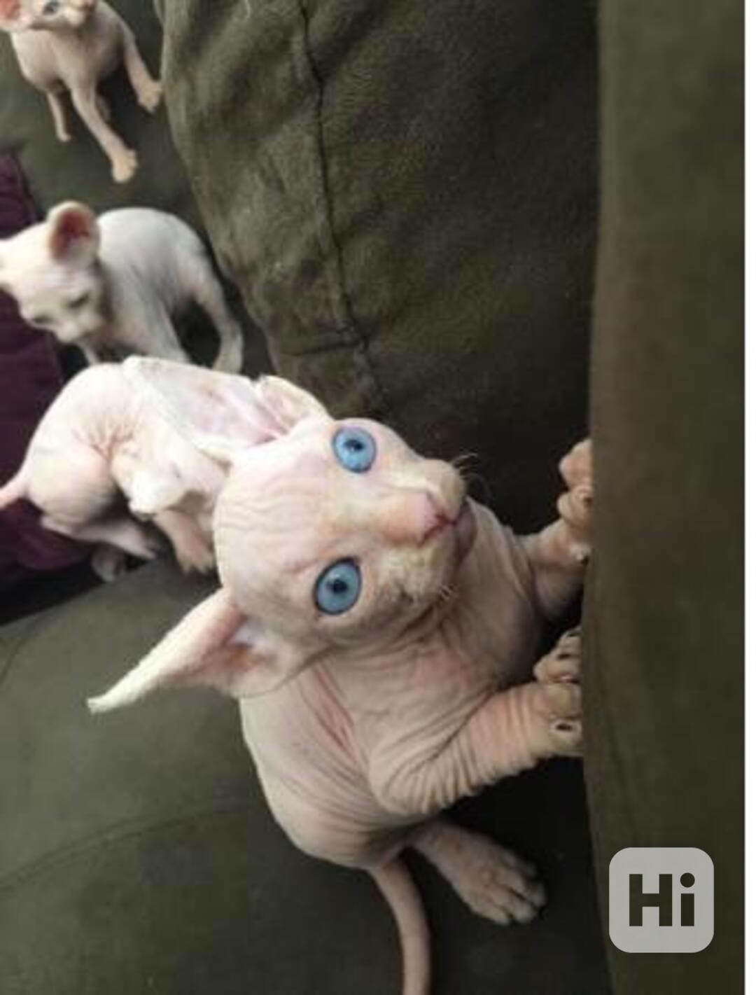 Sphynx s PP - foto 1