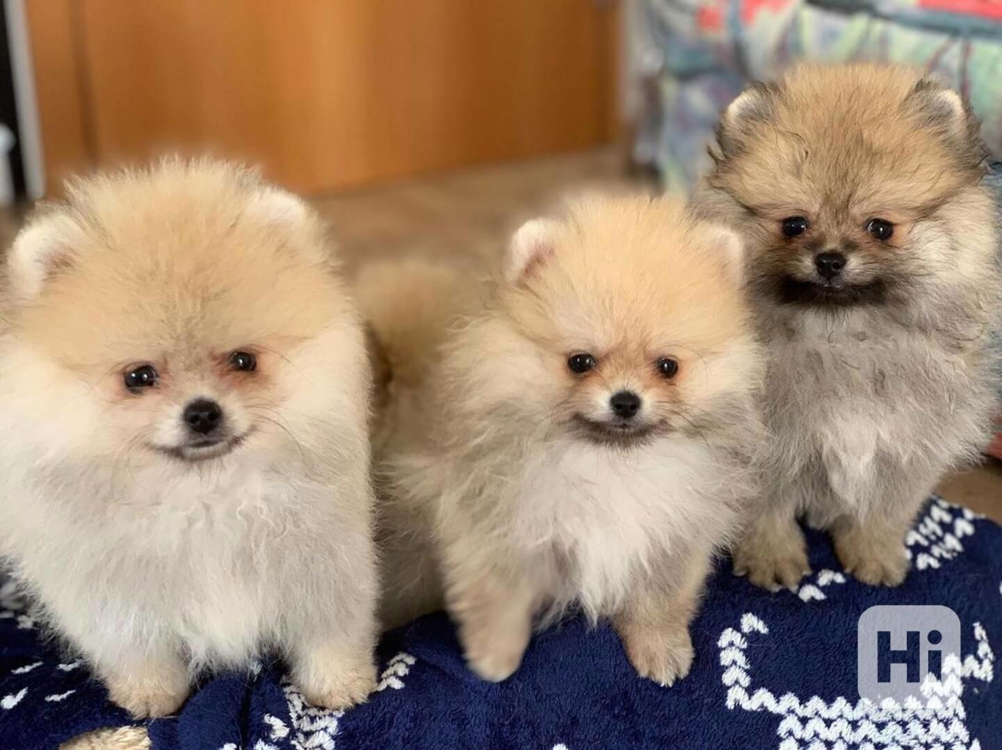 Štěňata pomeraniana samci a samice k adopci - foto 1