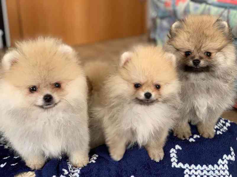 Štěňata pomeraniana samci a samice k adopci
