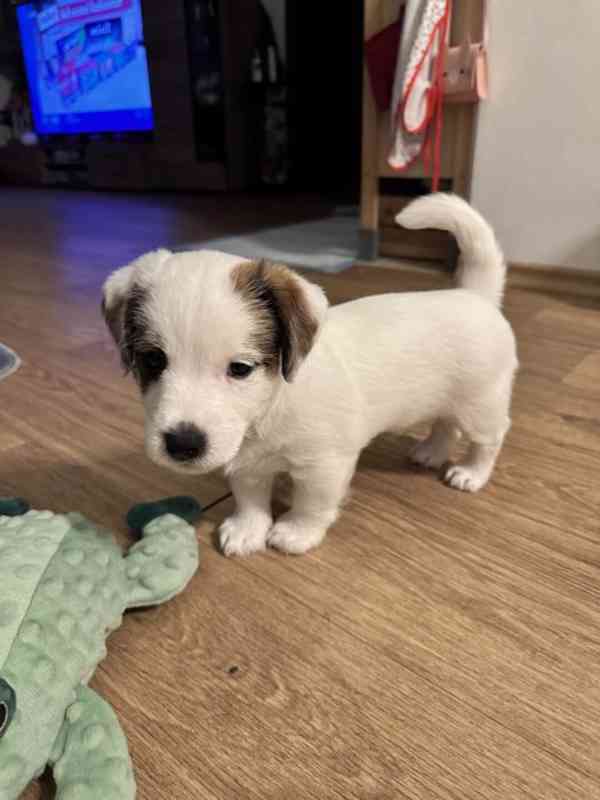 Jack Russel štěňátka - foto 2