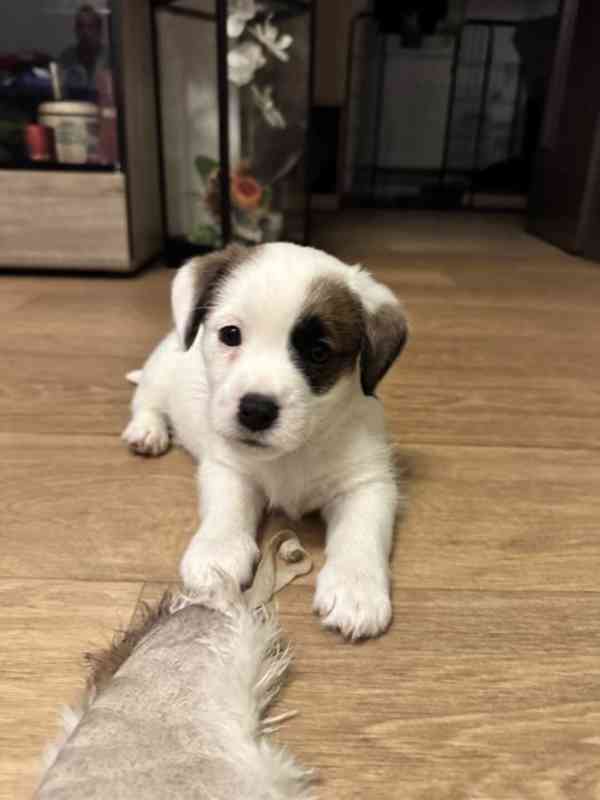 Jack Russel štěňátka - foto 3