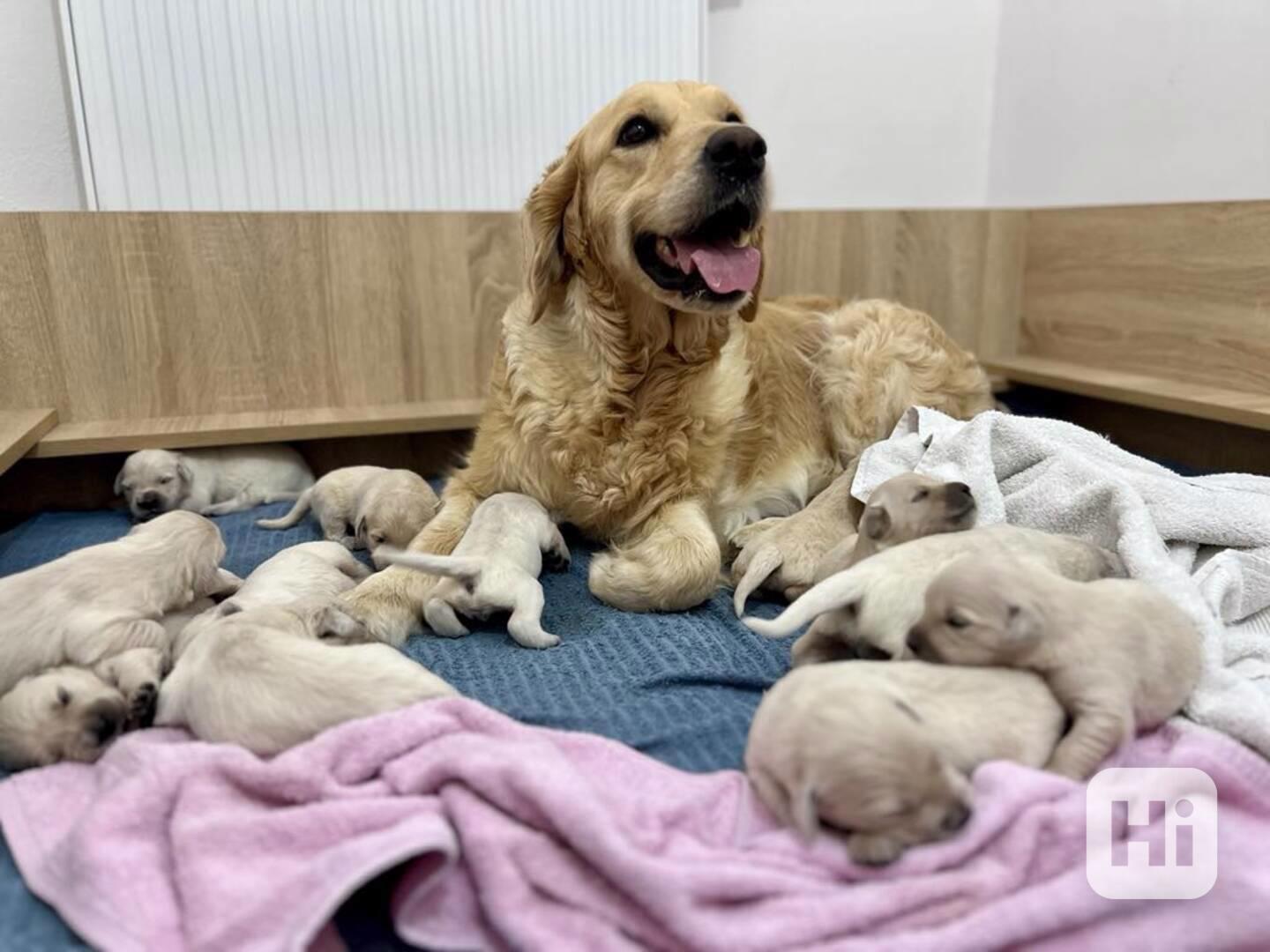 Zlatý retriever šteniatka s PP - foto 1