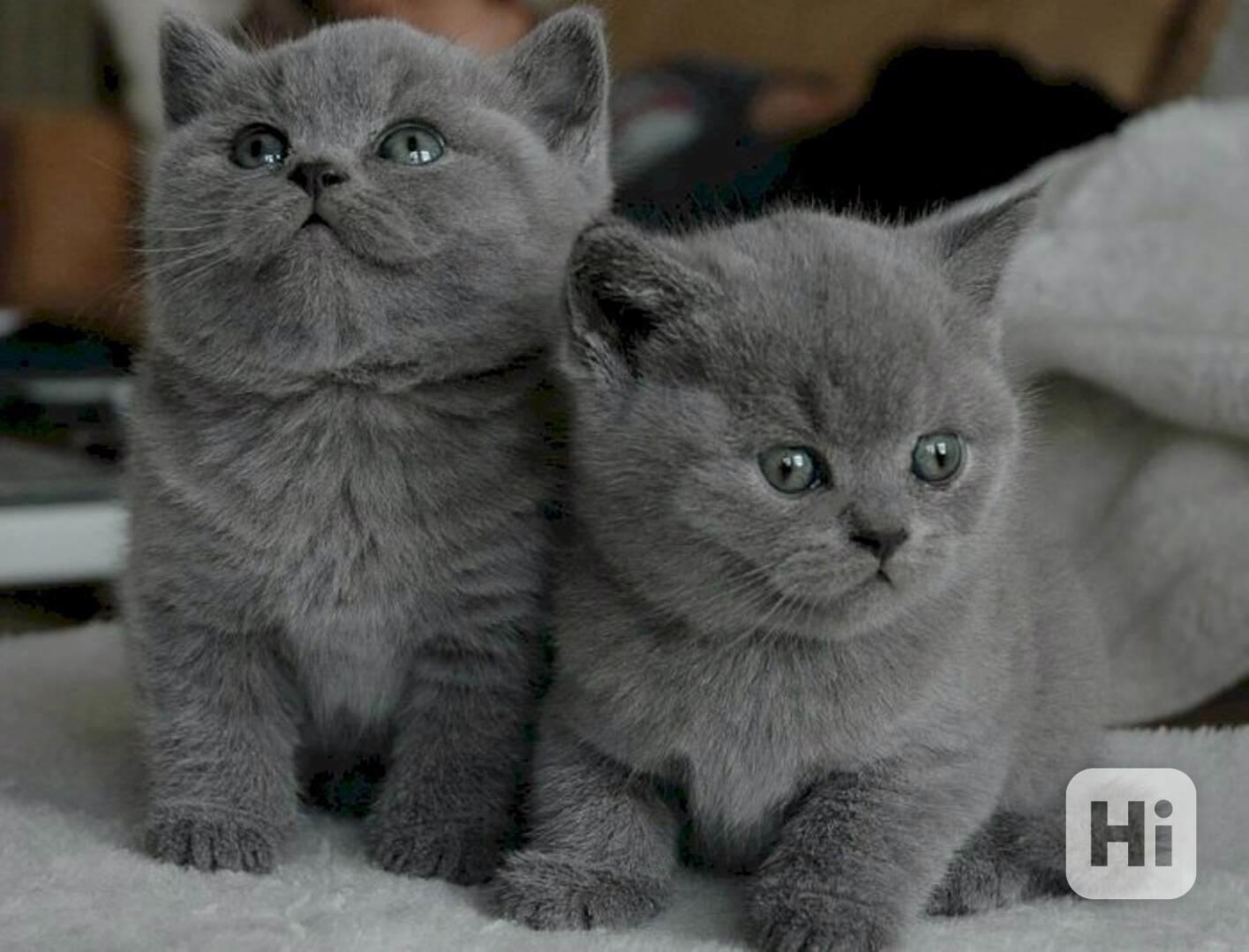  Koťata britské krátkosrsté kočky k adopci. - foto 1