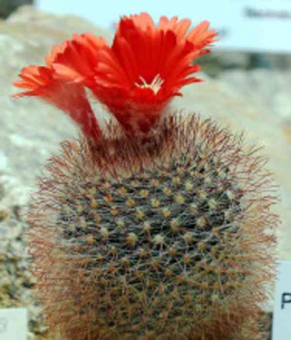 Kaktus Parodia microsperma SE 137 Balení obsahuje 20 semen - foto 1