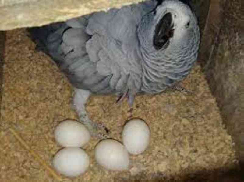 Papoušci a papouščí vejce - foto 3