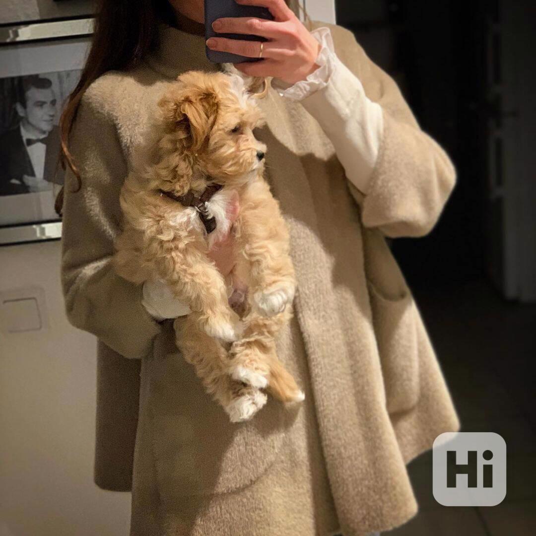 Štěňata maltipoo, pejsci a feny - foto 1