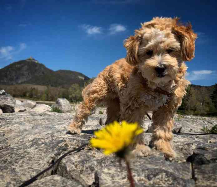 Štěňata maltipoo, pejsci a feny - foto 4