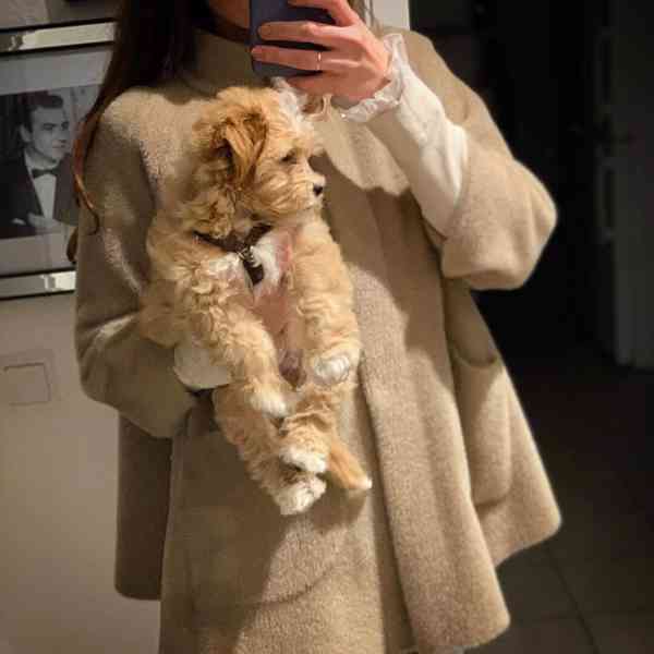 Štěňata maltipoo, pejsci a feny - foto 1