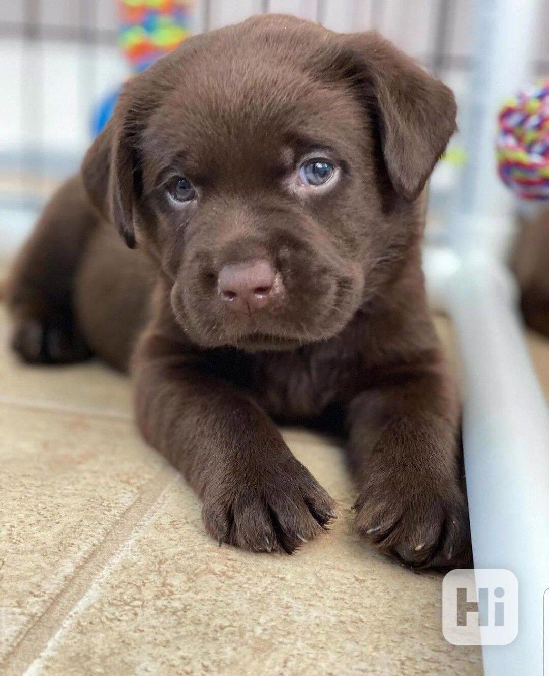 Labradorský retrívr - foto 1