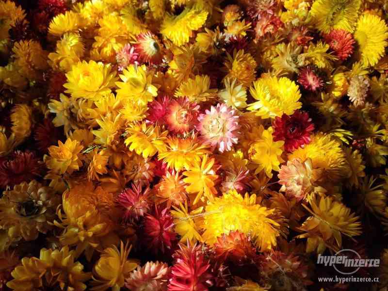 Sušené slaměnky - foto 1