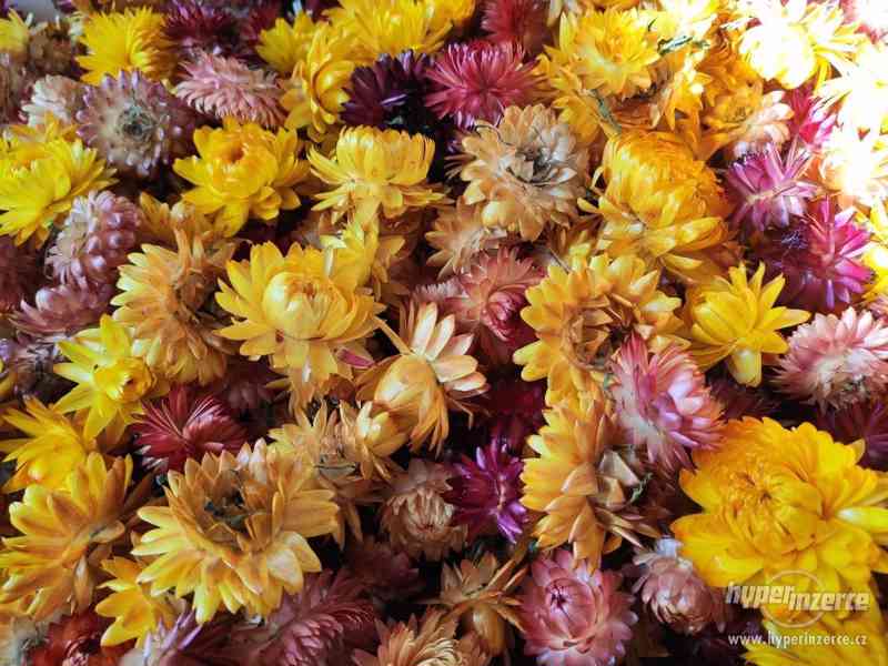 Sušené slaměnky - foto 2