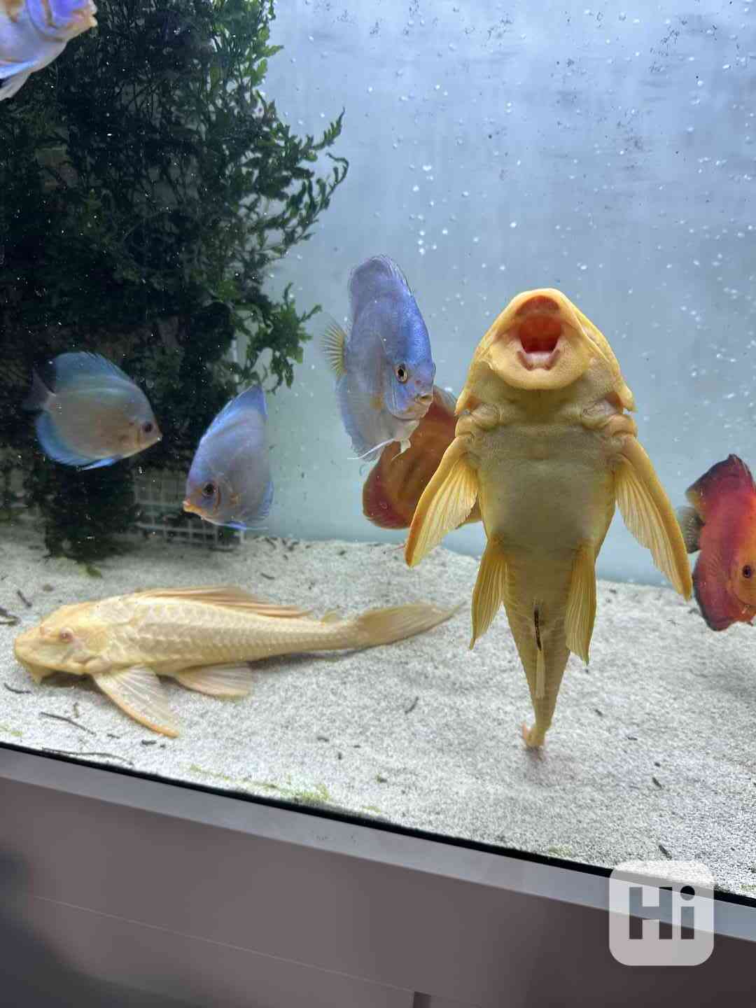 Gibiceps albino - foto 1