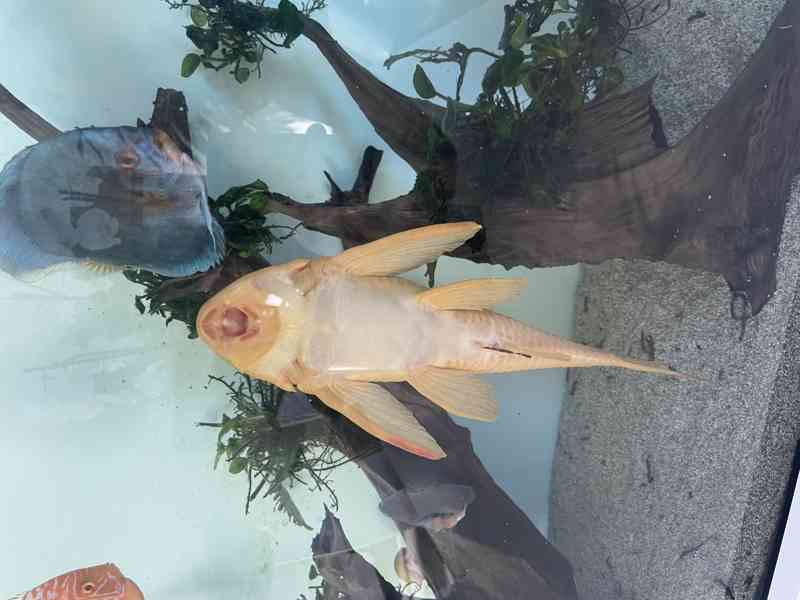Gibiceps albino - foto 2