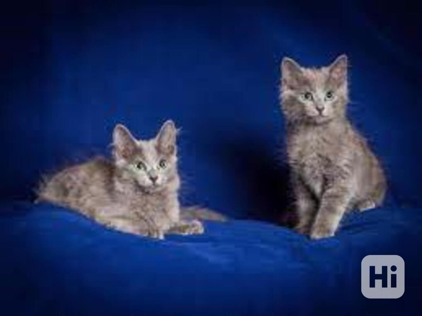 Nebelung koťata k dispozici zdarma - foto 1