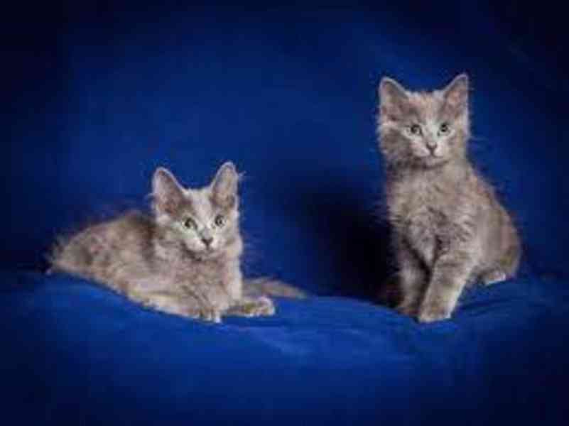 Nebelung koťata k dispozici zdarma - foto 1
