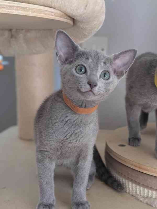 Roztomilá a bezplatná ruská modrá koťátka k bezplatné adopci