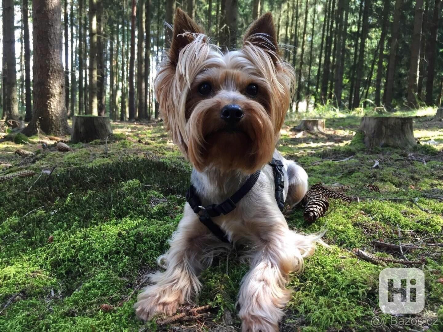 Yorkšírský teriér krytí, připuštění - foto 1