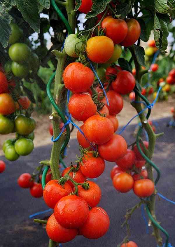 semena rajče Orkado F1 - foto 1