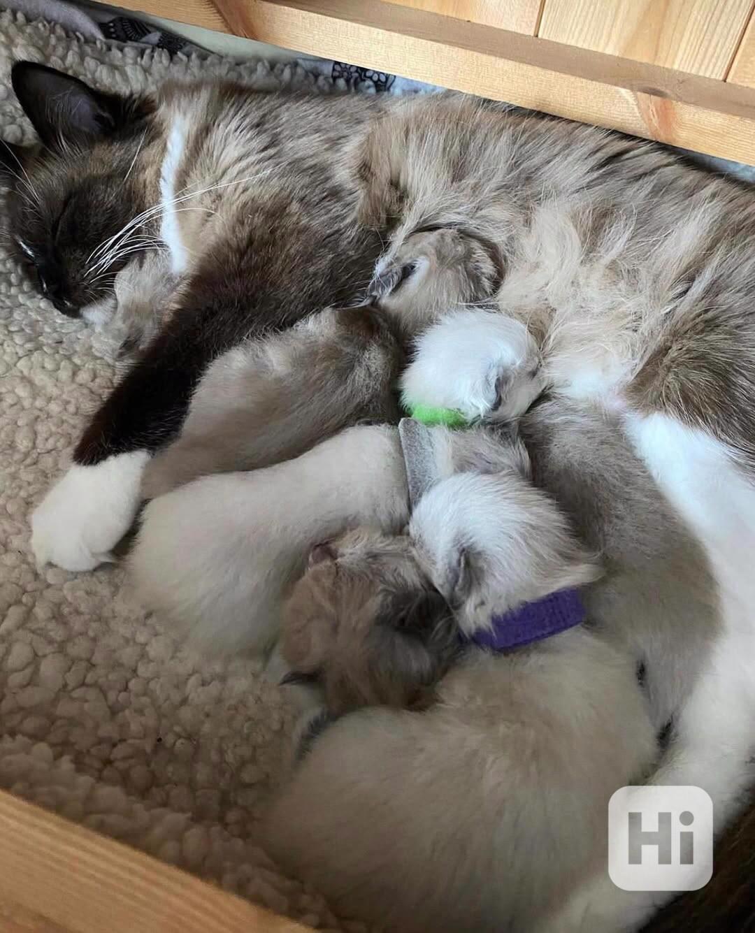 Koťátka britské krátkosrsté plemene munchkin, samci a samice - foto 1