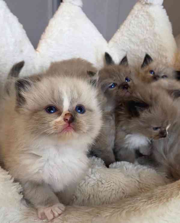 Koťátka britské krátkosrsté plemene munchkin, samci a samice - foto 3